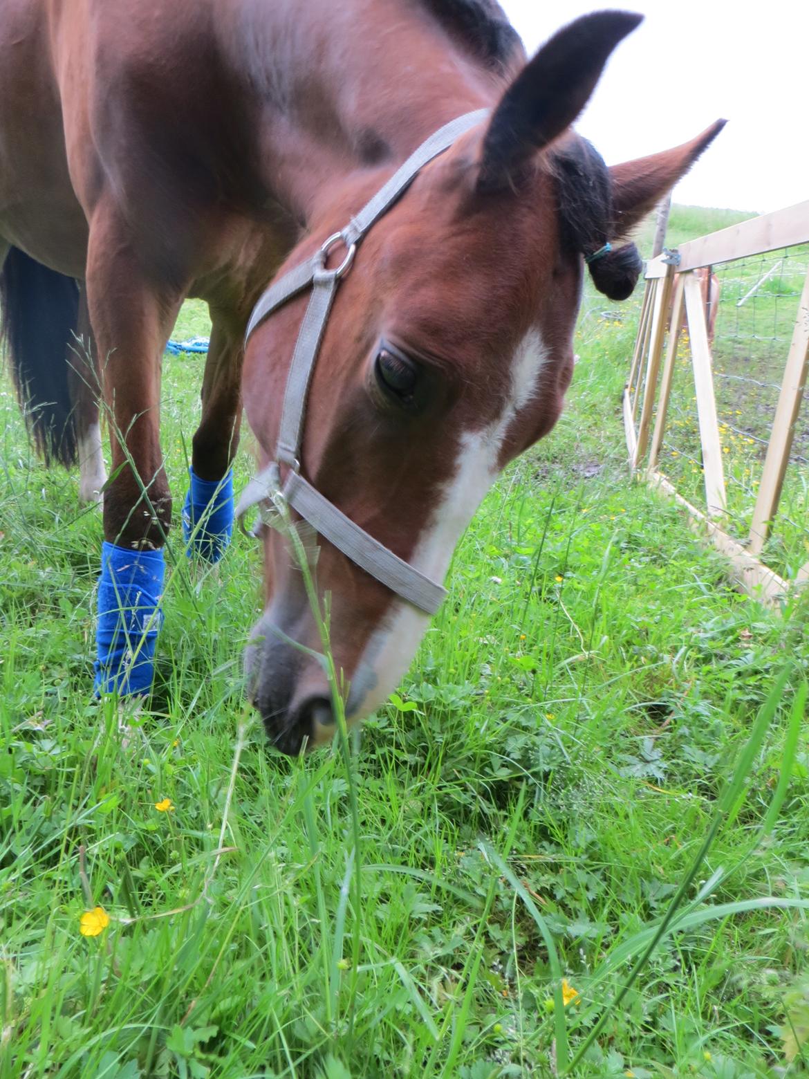 Welsh Pony (sec B) Asti billede 9