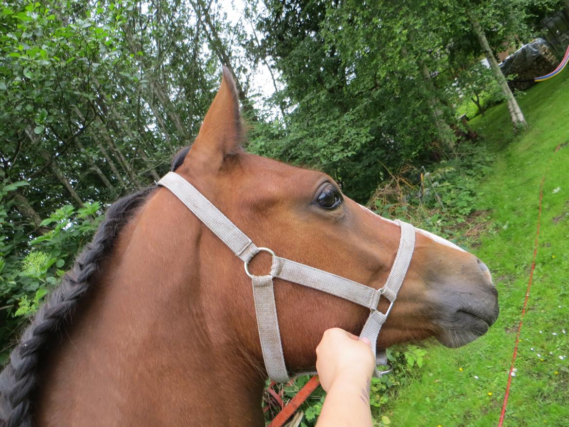 Welsh Pony (sec B) Asti billede 10