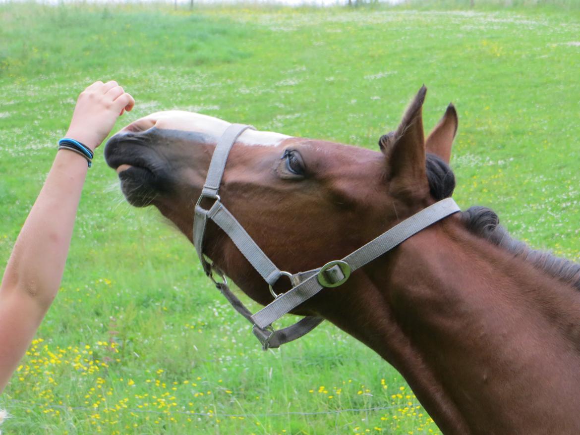 Welsh Pony (sec B) Asti billede 11