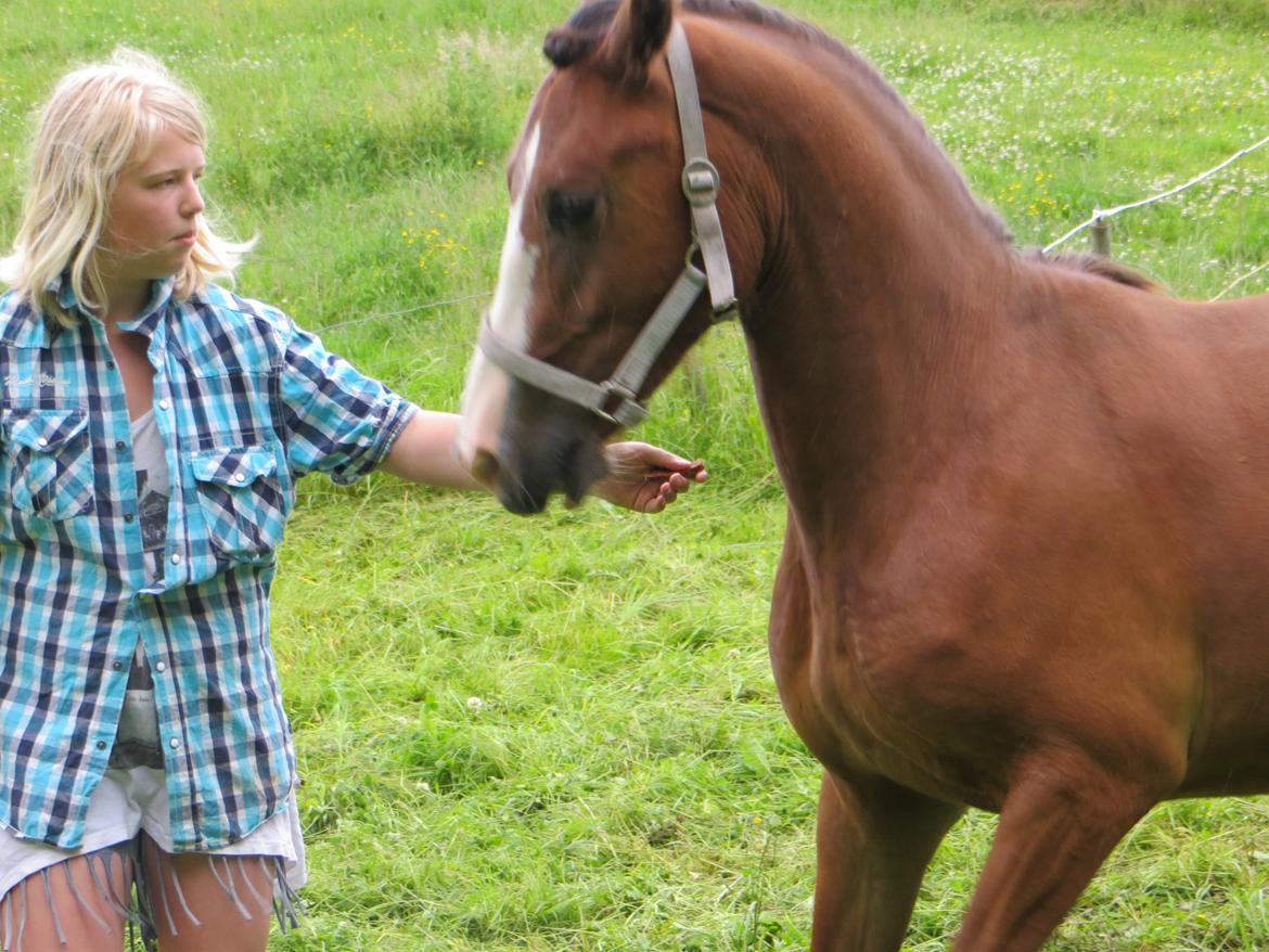 Welsh Pony (sec B) Asti - han laver lige et hop billede 12