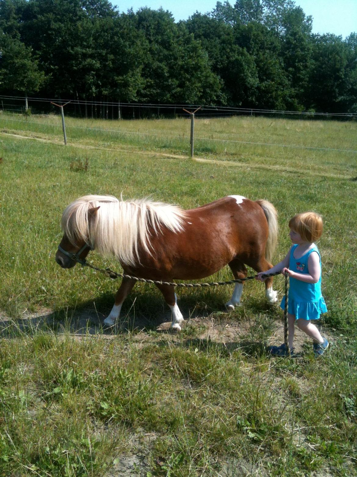 Dansk Miniature Dyvig's Prim (Bette) - Ser man det. Bette-fisen blev skam også børnevenlig. :)
Hvem der går tur med hvem er dog uvidst. ;)  Min niece her er næsten tre, og kan sagtens selv trække tur med hende. :)
9/7 - 2013 billede 4