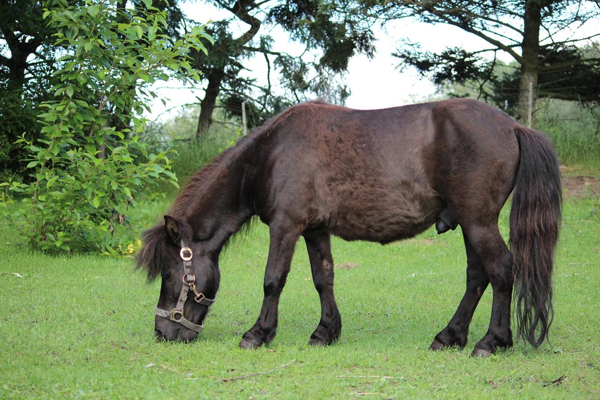 Shetlænder Minni billede 10