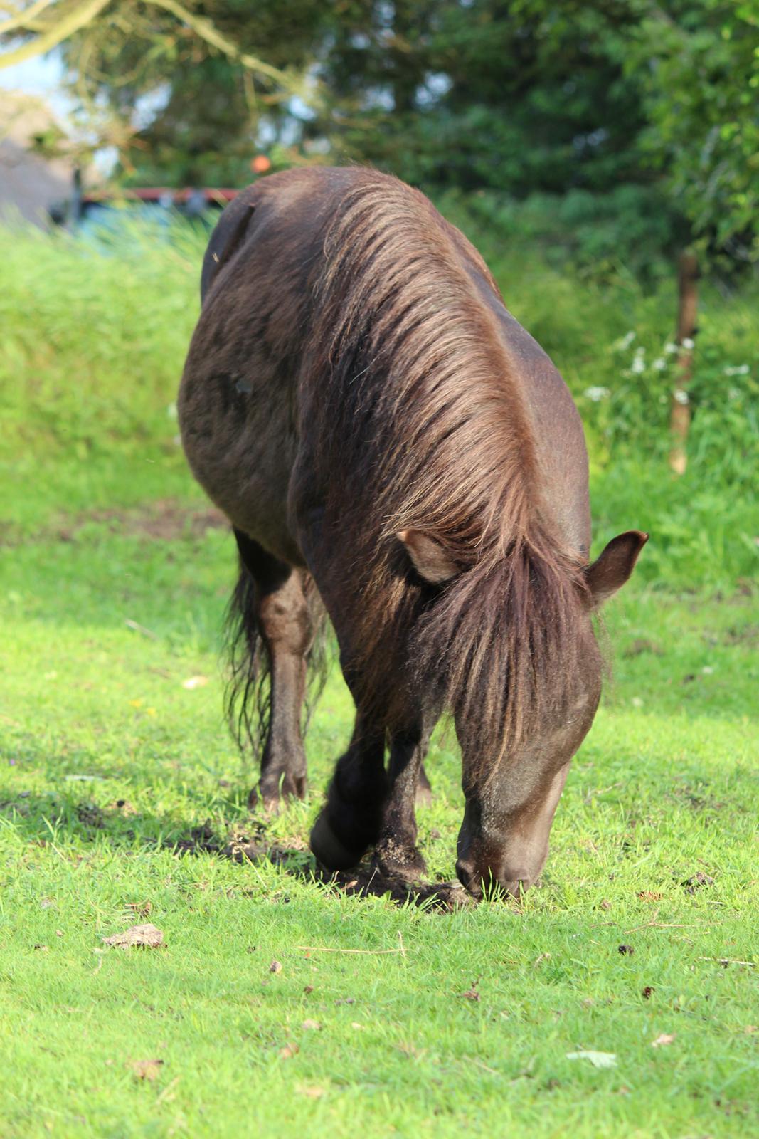 Shetlænder Minni billede 13