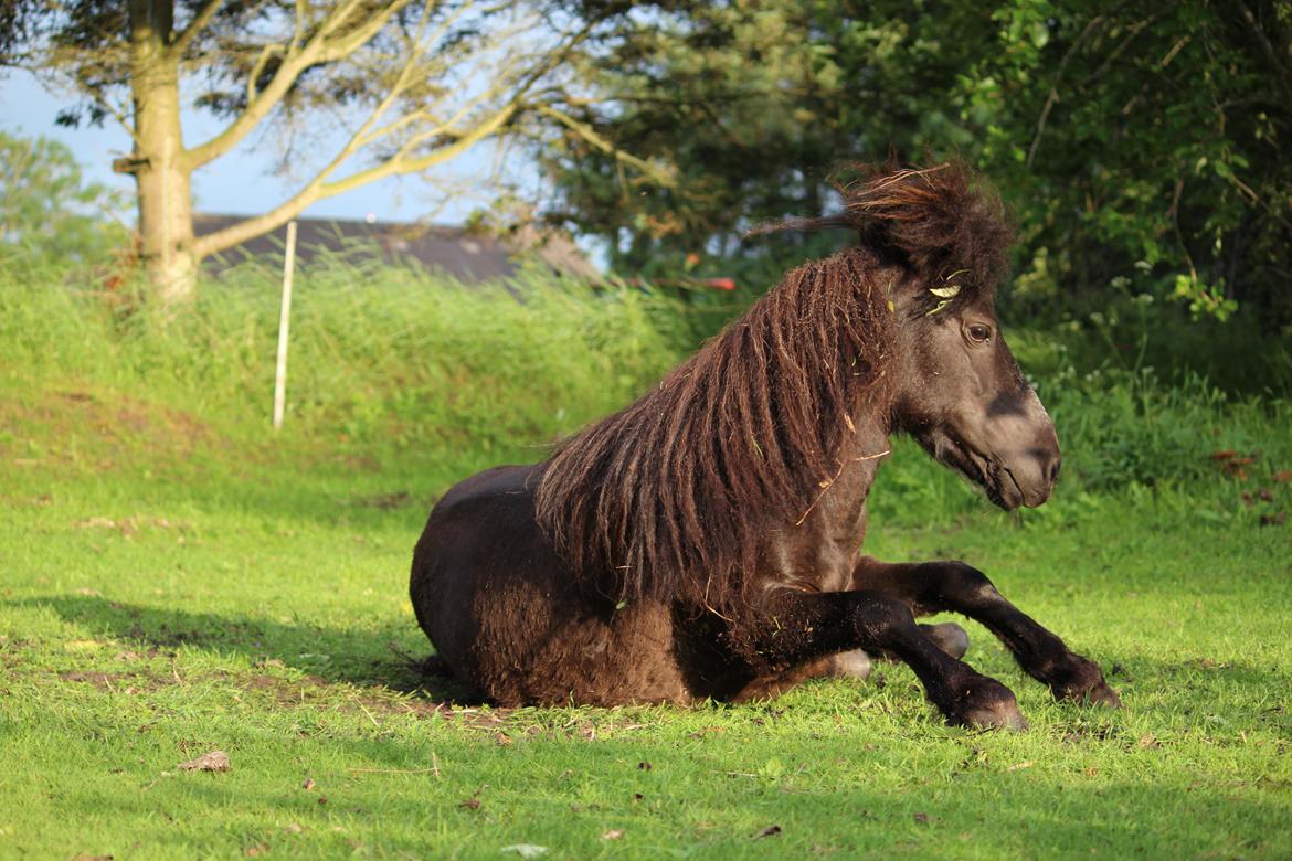 Shetlænder Minni billede 2
