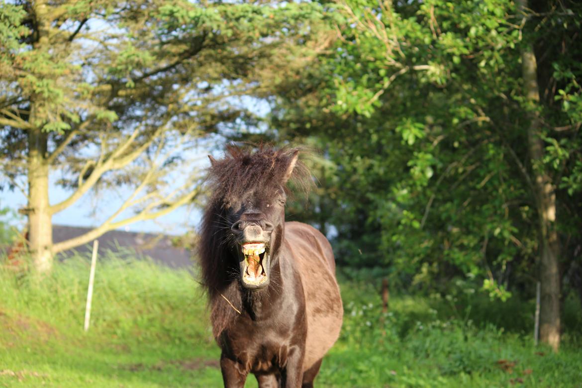 Shetlænder Minni billede 16