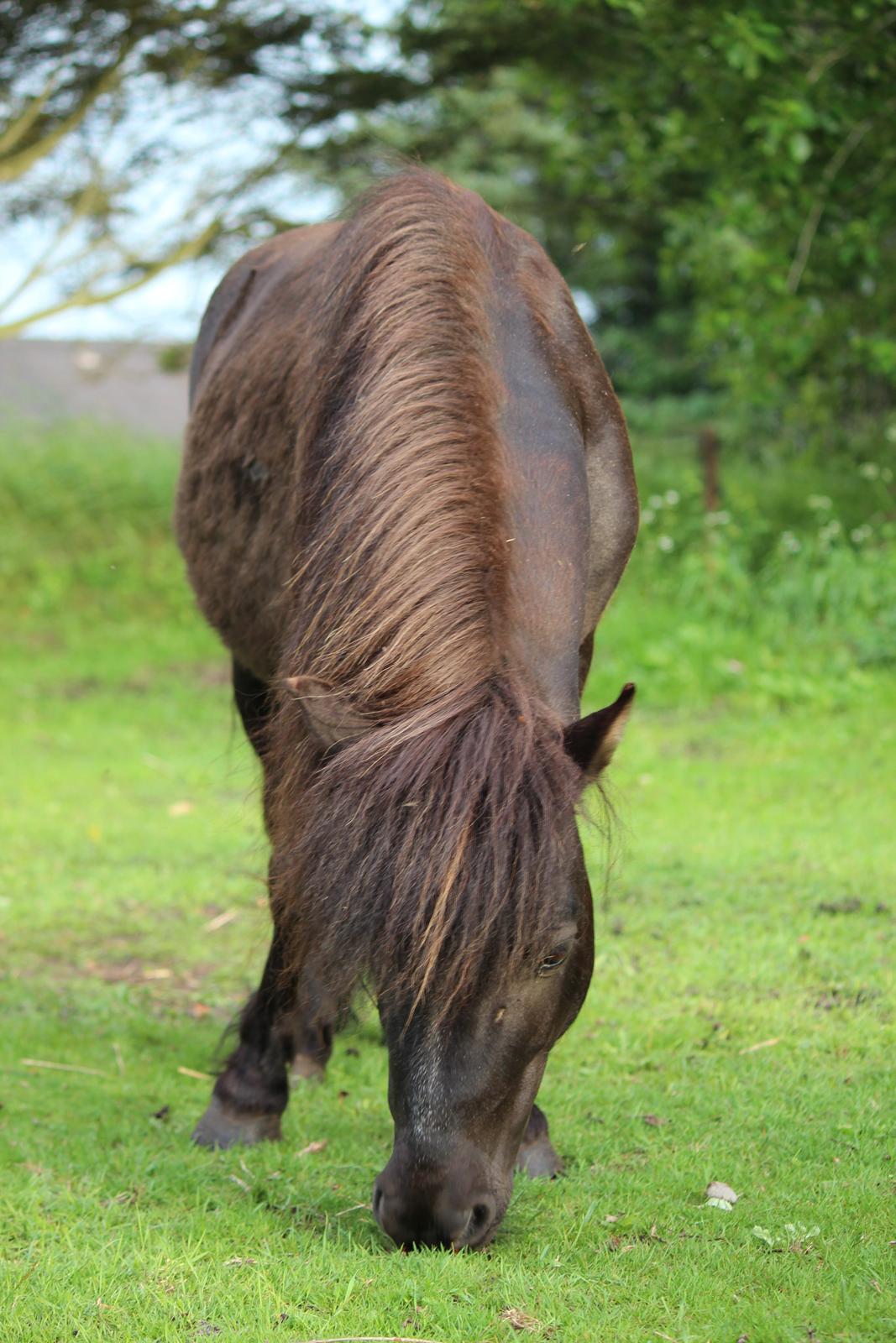 Shetlænder Minni billede 17