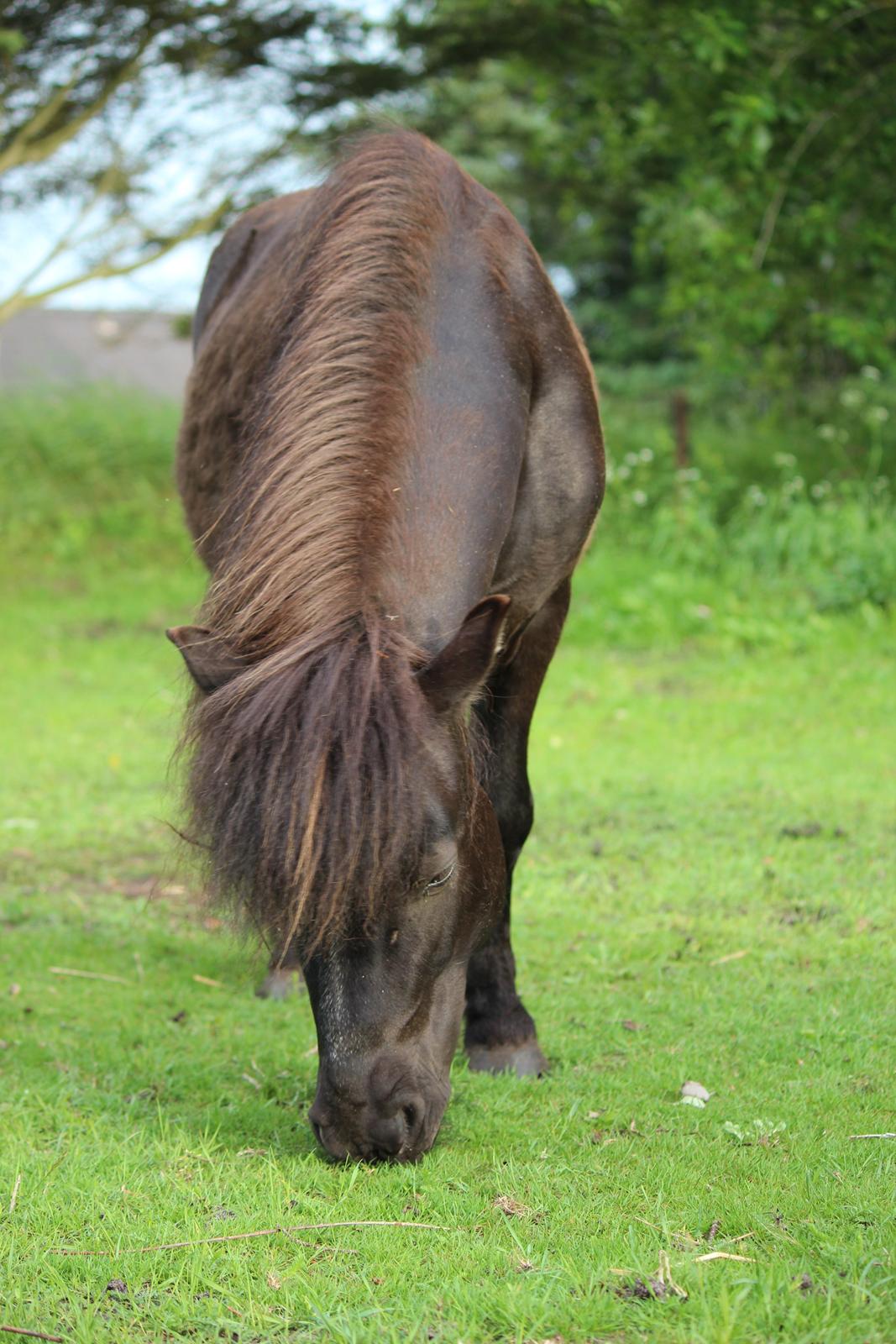 Shetlænder Minni billede 8