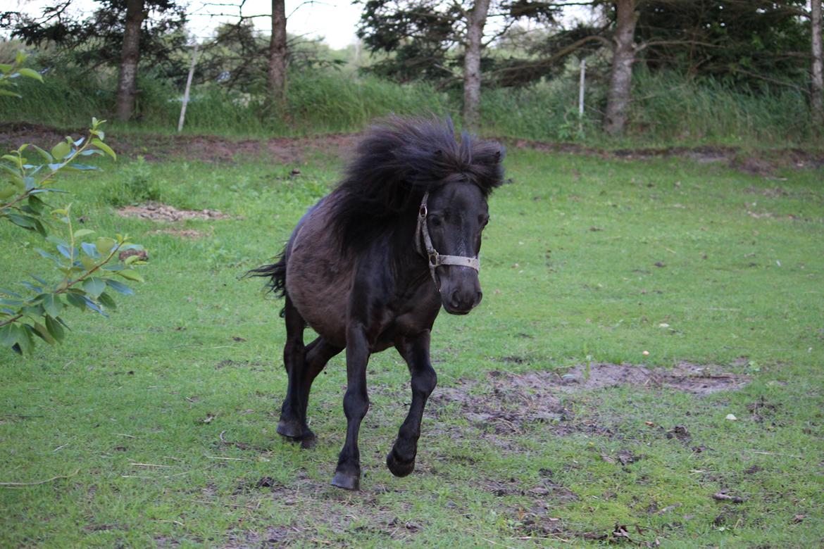 Shetlænder Minni billede 19