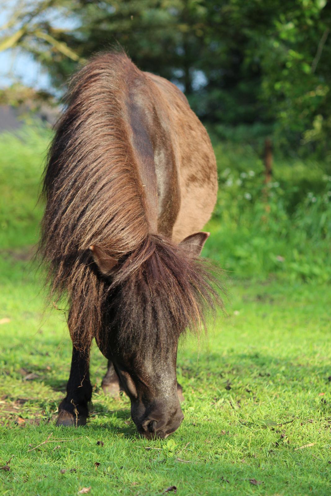 Shetlænder Minni billede 20