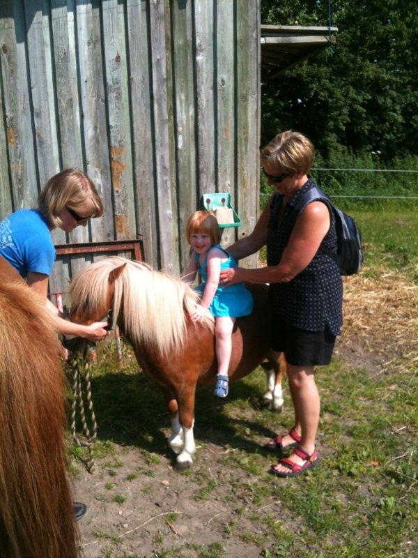 Dansk Miniature Dyvig's Prim (Bette) - Så kom dagen hvor Bette-fisen blev ridedyr. Eller.. Min lille niece fik lov at prøve og sidde på hende. Hun tog det så fint! :) Det er nu bestemt ikke fordi hun skal til at være børne-ride-dyr. Det er hun simpelthen for lille til. Skulle bare prøves ;) billede 5