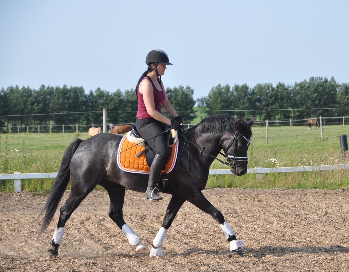 Welsh Partbred (Sec F) Bjerregårds Rhett billede 23