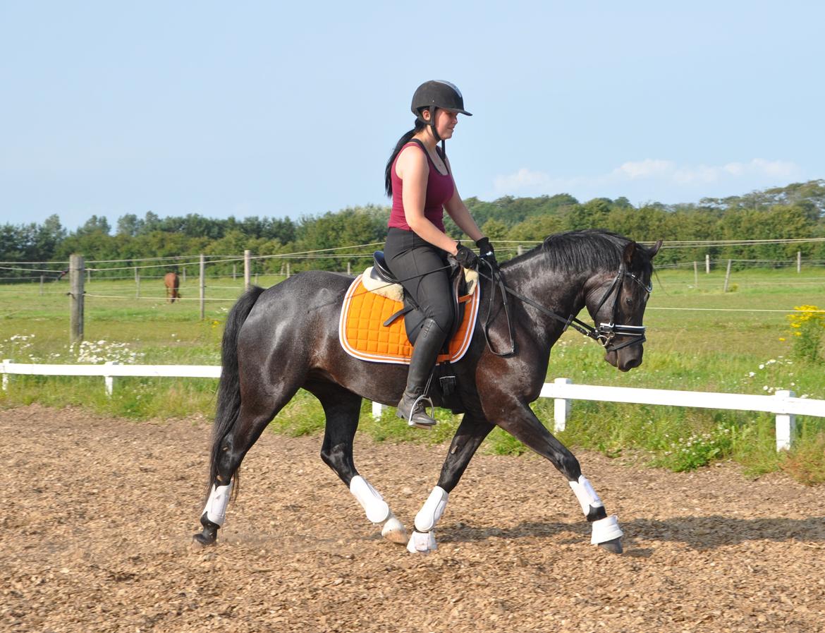 Welsh Partbred (Sec F) Bjerregårds Rhett billede 16