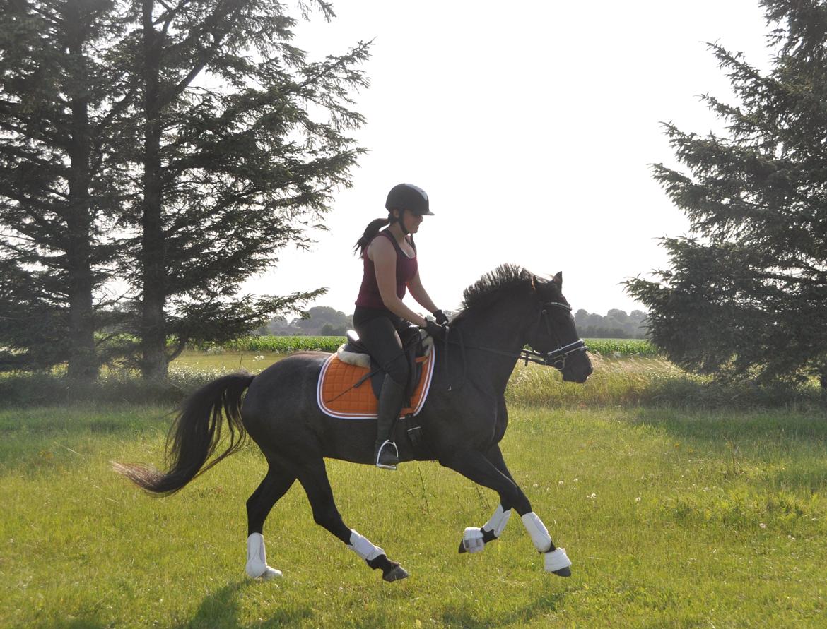 Welsh Partbred (Sec F) Bjerregårds Rhett billede 12