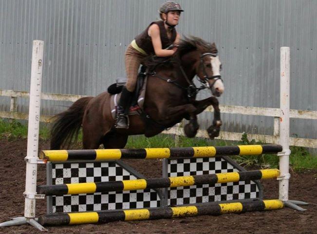 Welsh Pony (sec B) Smukke billede 6