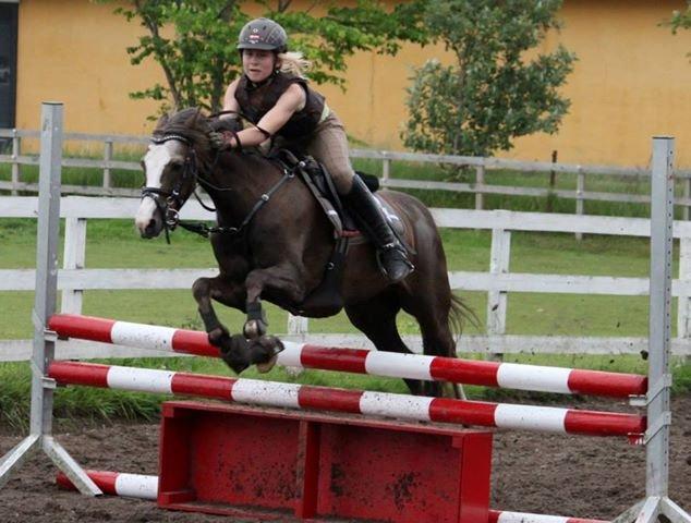 Welsh Pony (sec B) Smukke billede 8