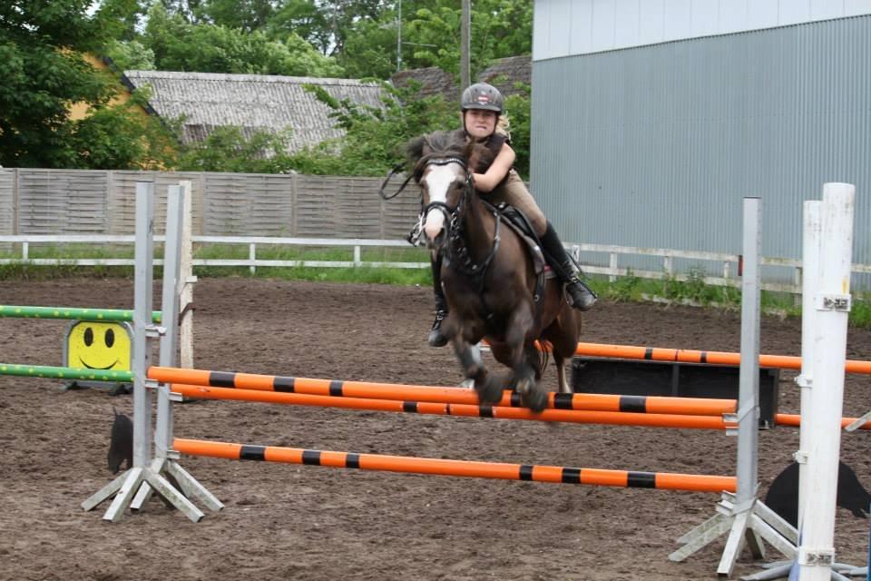 Welsh Pony (sec B) Smukke - vi flyver  billede 5