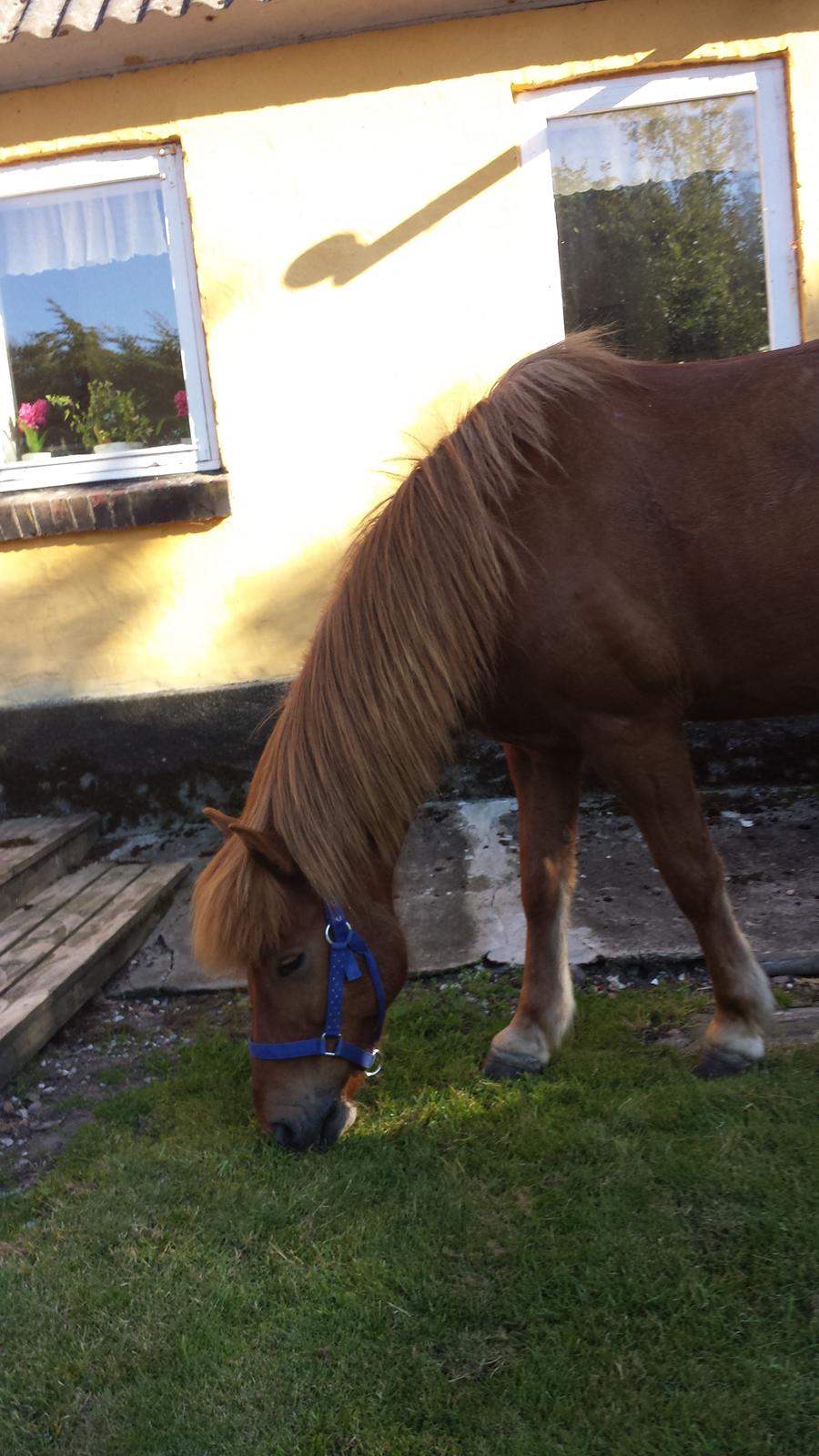 Islænder Kari fra kaldal billede 2