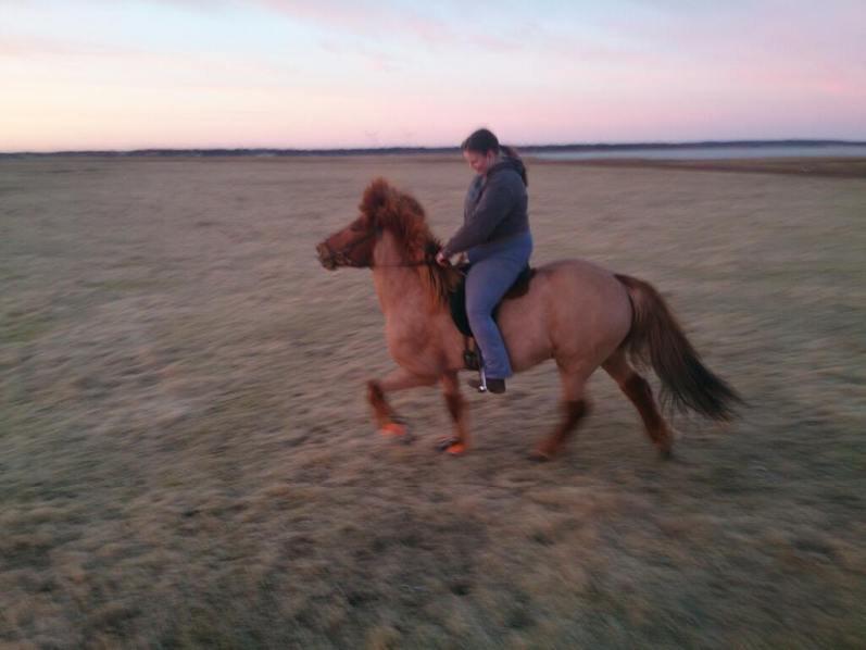 Islænder Kari fra kaldal billede 4