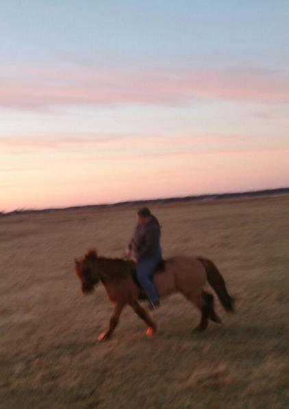 Islænder Kari fra kaldal billede 5