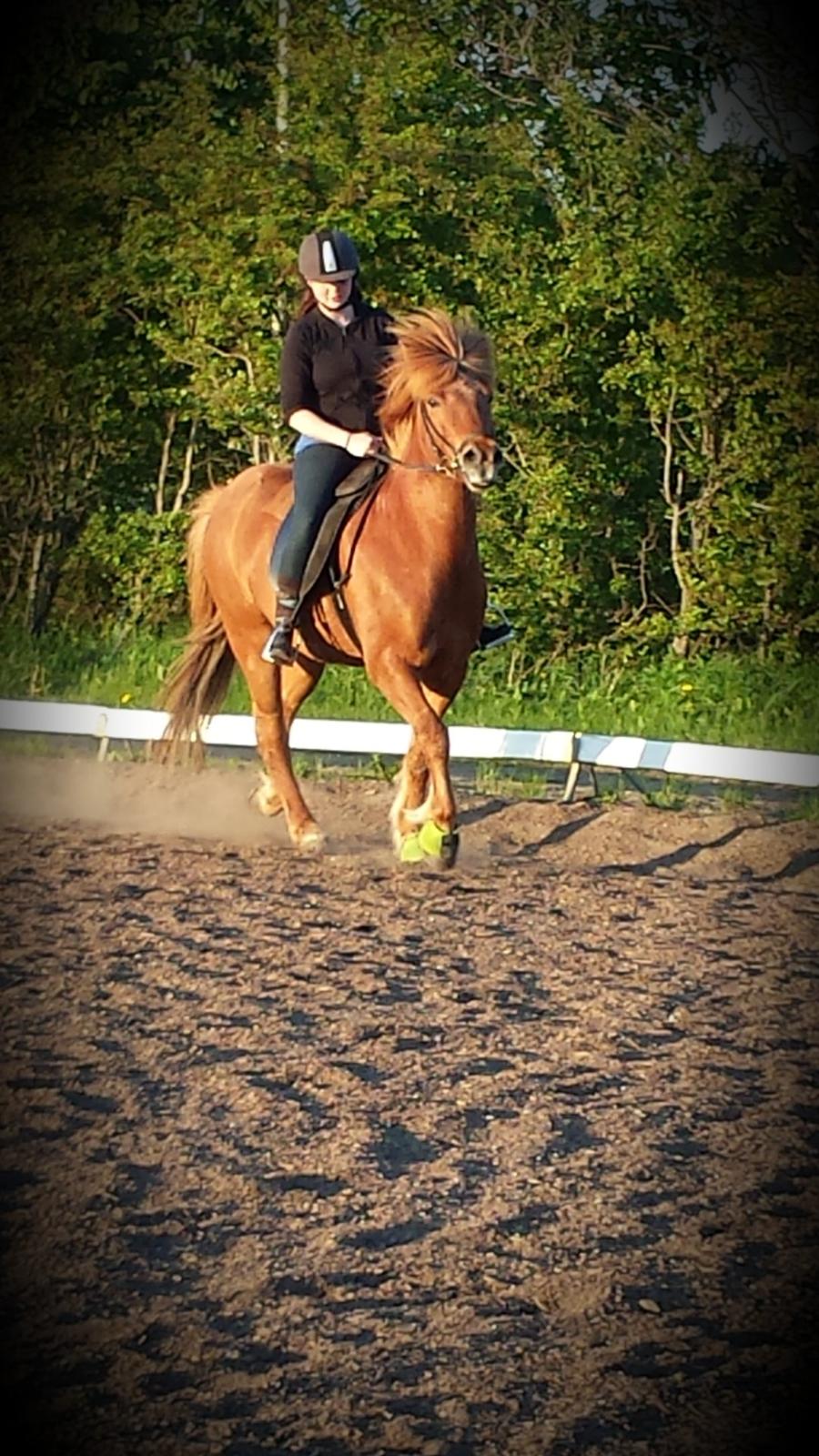 Islænder Kari fra kaldal billede 6