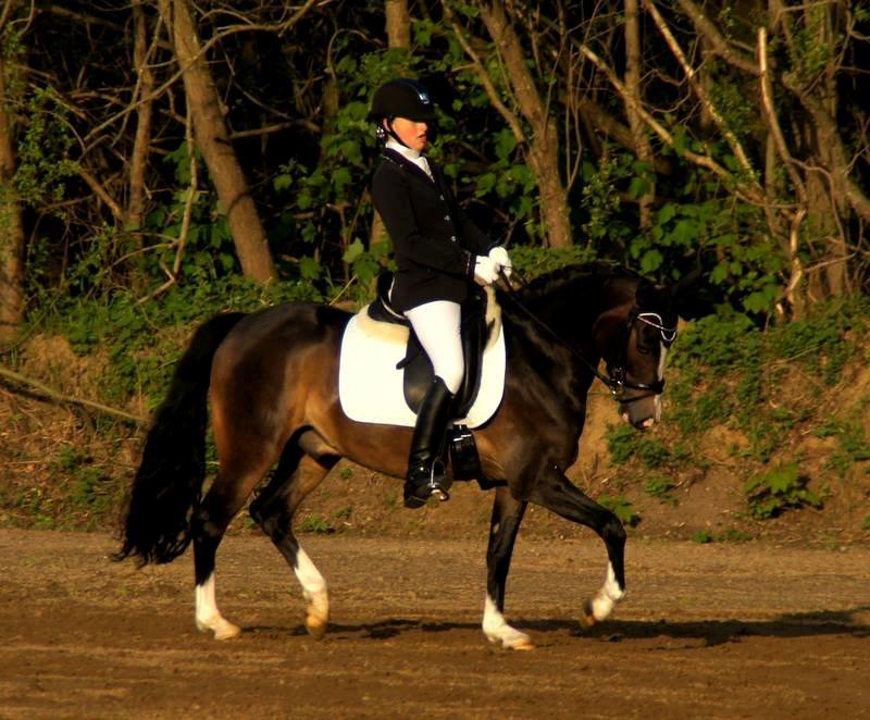 New Forest Meldgaardens Sir Everhard billede 17