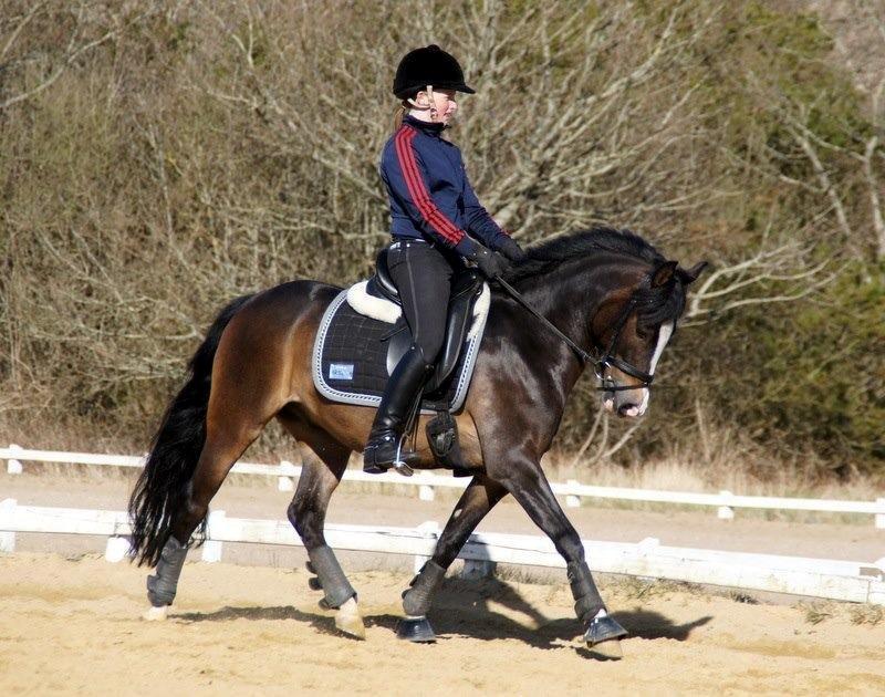 New Forest Meldgaardens Sir Everhard billede 25