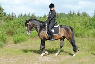 New Forest Meldgaardens Sir Everhard billede 24