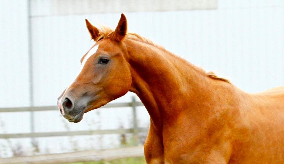 Sportsaraber (A) Selina billede 14