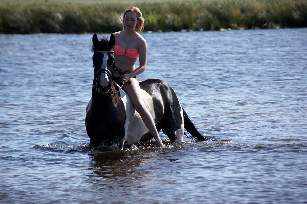 Pinto Lyngholms Maddie<3 B-pony - Sød lille søhest, sommer 2013 billede 2