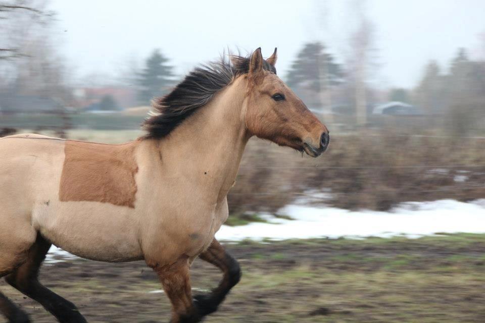 Anden særlig race Lady - Foto: Kalle. billede 21