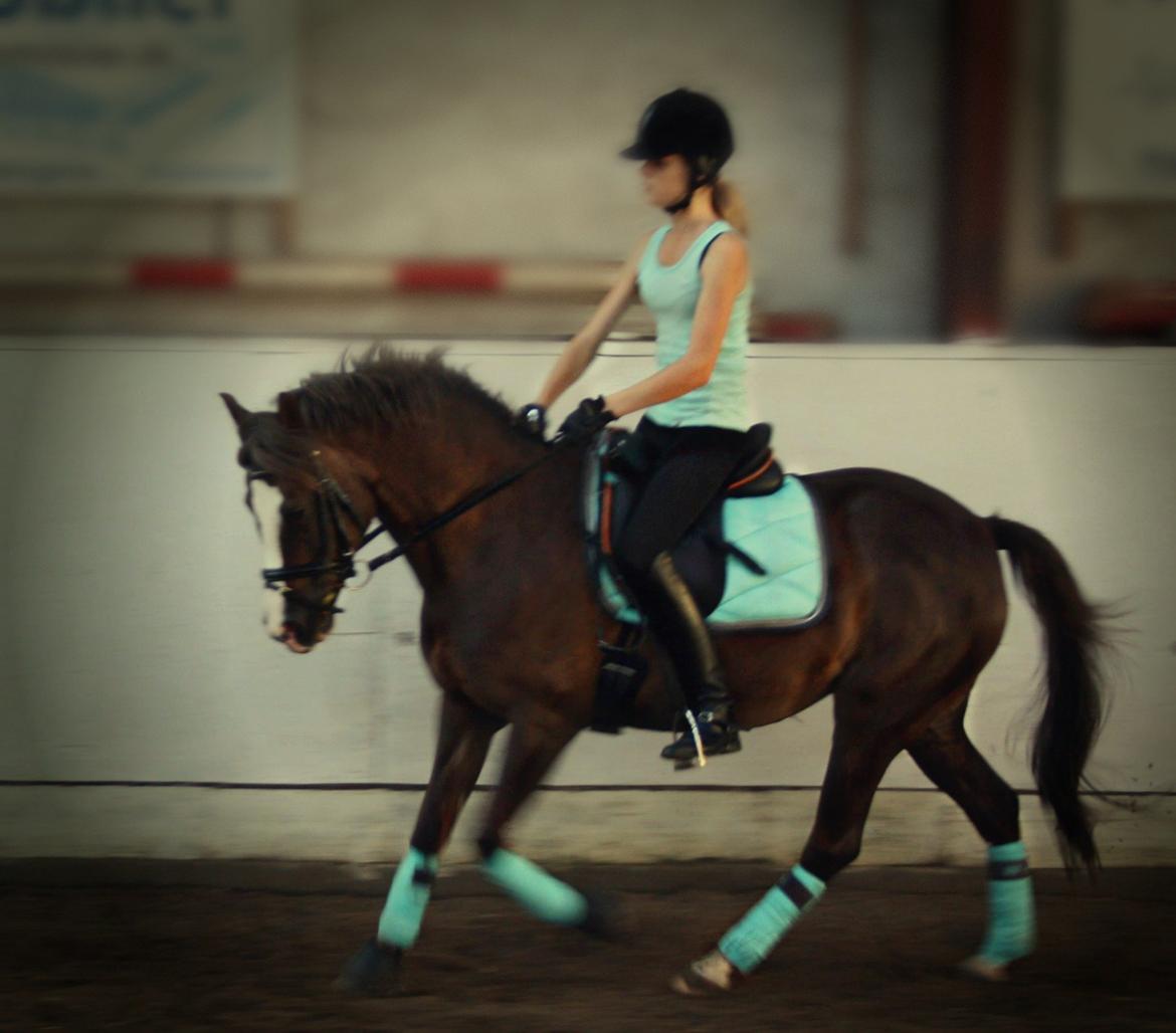 Hollandsk Sportspony •Challenge• billede 1