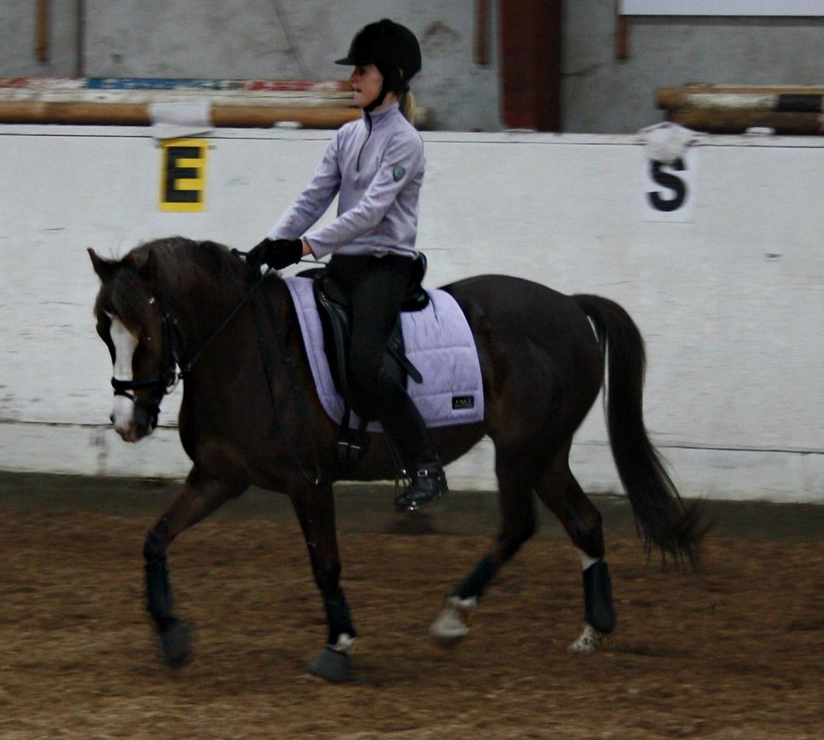 Hollandsk Sportspony •Challenge• billede 22