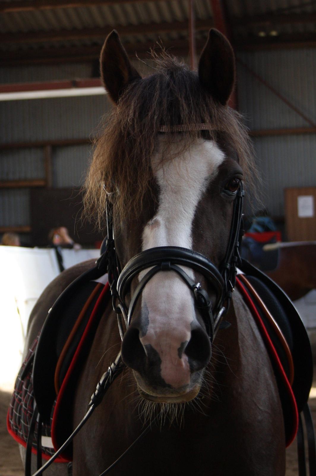 Hollandsk Sportspony •Challenge• billede 26