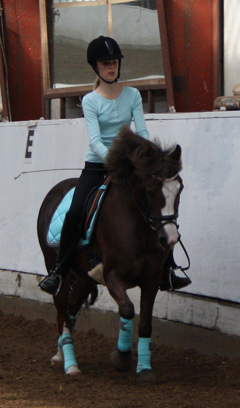 Hollandsk Sportspony •Challenge• billede 28