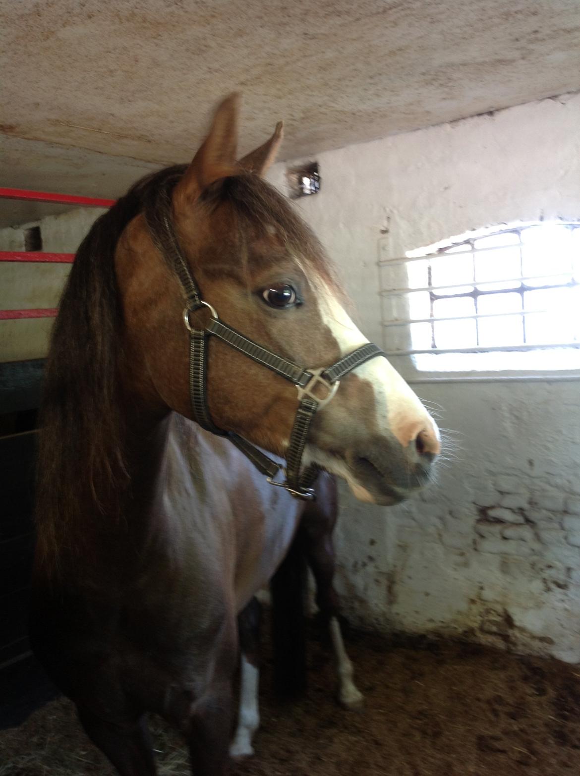 Welsh Pony (sec B) Smukke billede 13