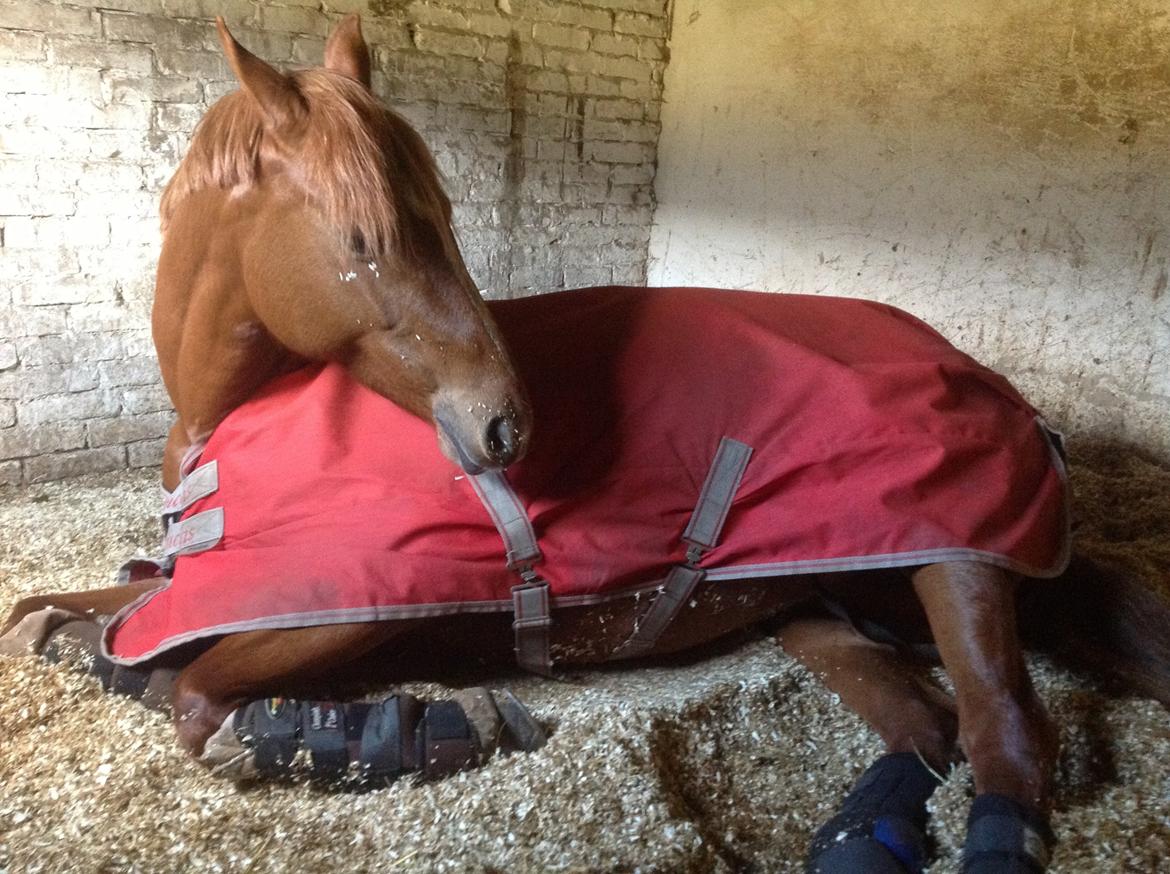 DSP Jalousi Af Stensnæs billede 8