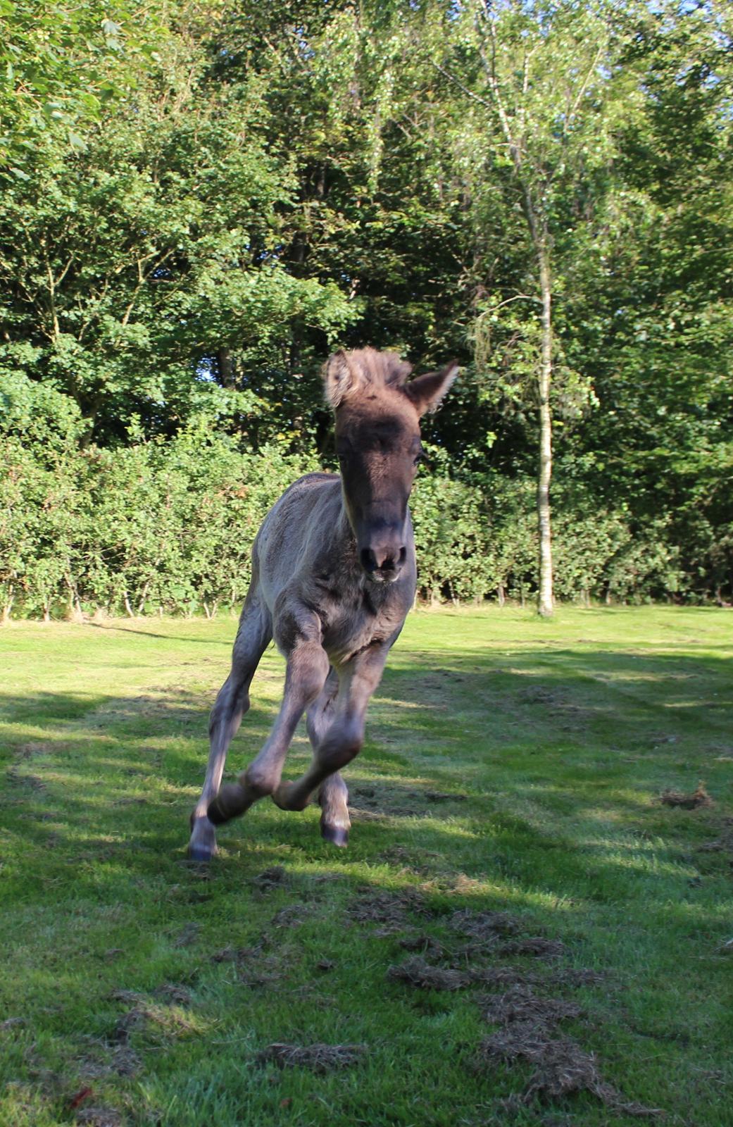 Islænder Eygló Fra Rørsgaard billede 12