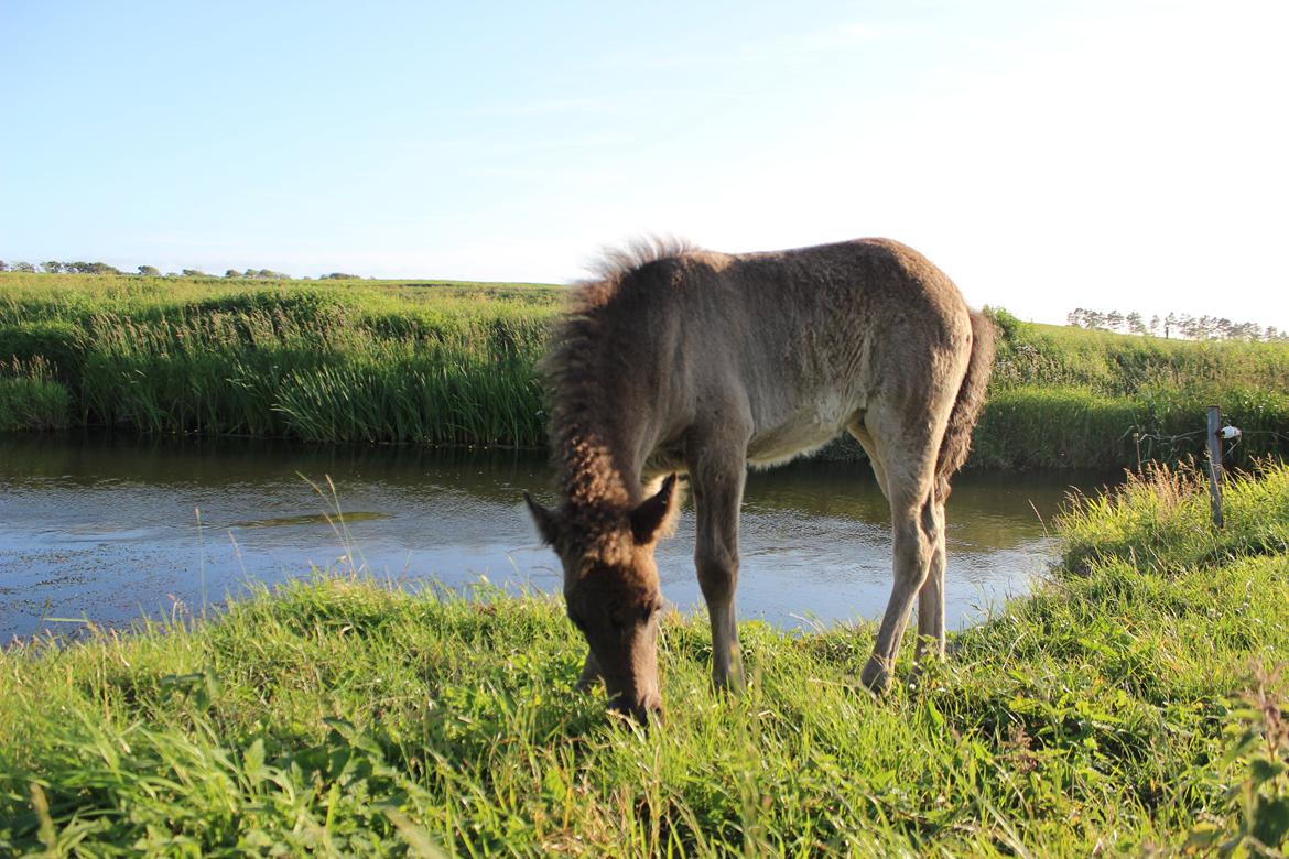 Islænder Eygló Fra Rørsgaard billede 13