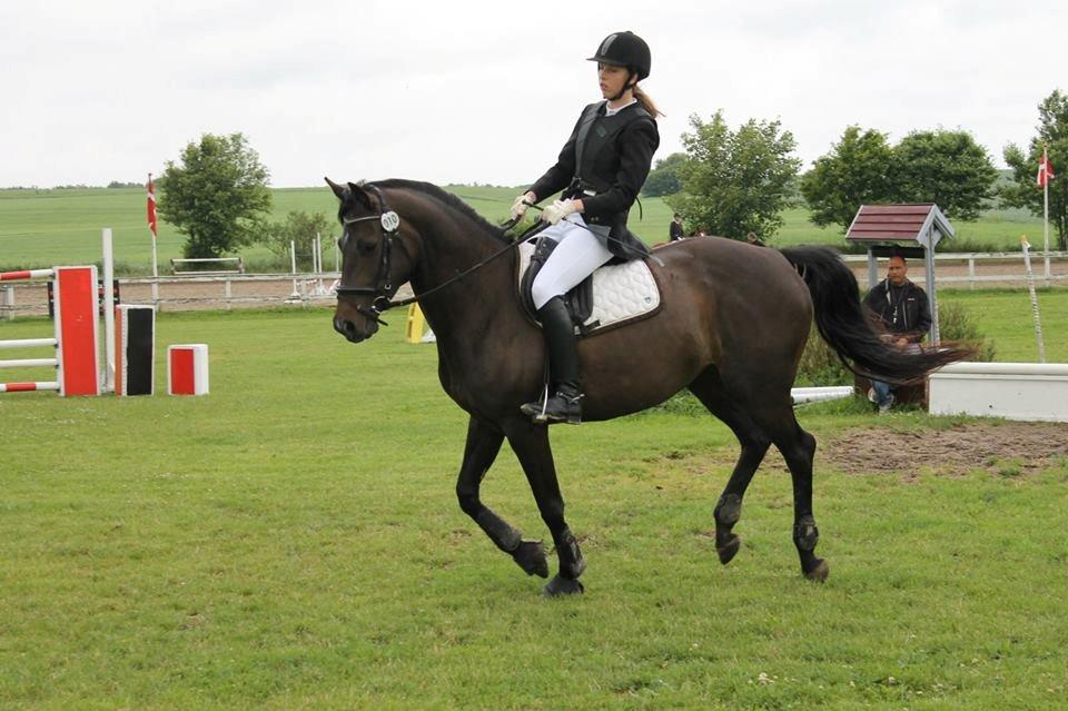 Fuldblod (XX) Staghøjgårds La Rochelle - Stævne i SPS, juni 2013 :-) billede 8