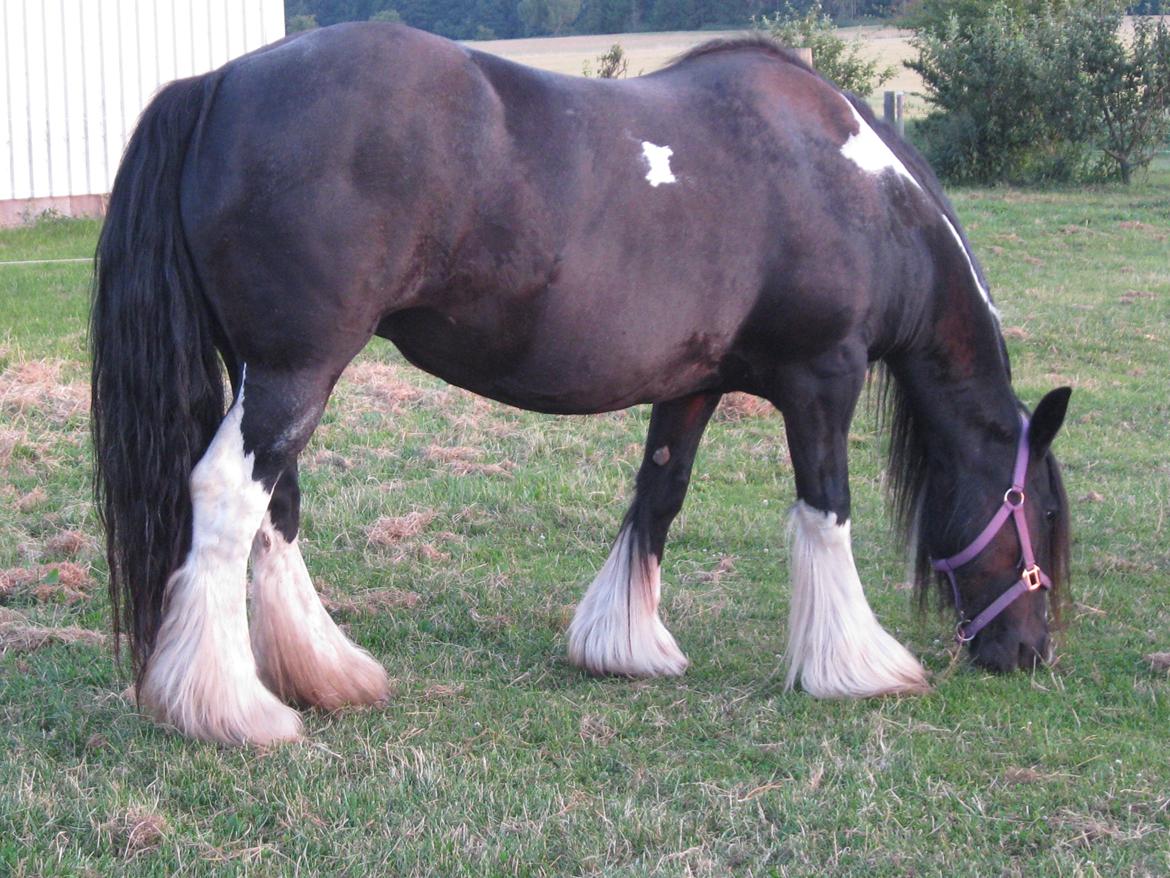 Irish Cob Pam:-* - Dig, lige præcis dig!:-* billede 16