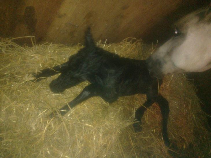 {{currentPhoto.altText}} billede {{currentPhoto.number}}