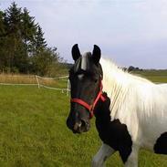 Tinker Rikki Licki Lake