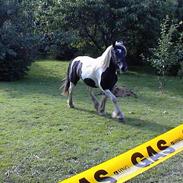 Tinker Rikki Licki Lake