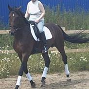 Dansk Varmblod Charming J'ka