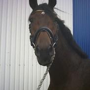 Dansk Varmblod Charming J'ka