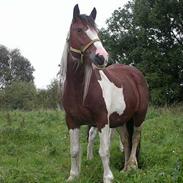 Tinker Lysholm's Aisling