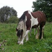 Tinker Lysholm's Aisling