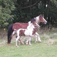 Tinker Lysholm's Aisling