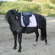 Anden særlig race Claire Tøsen