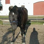 Anden særlig race Claire Tøsen